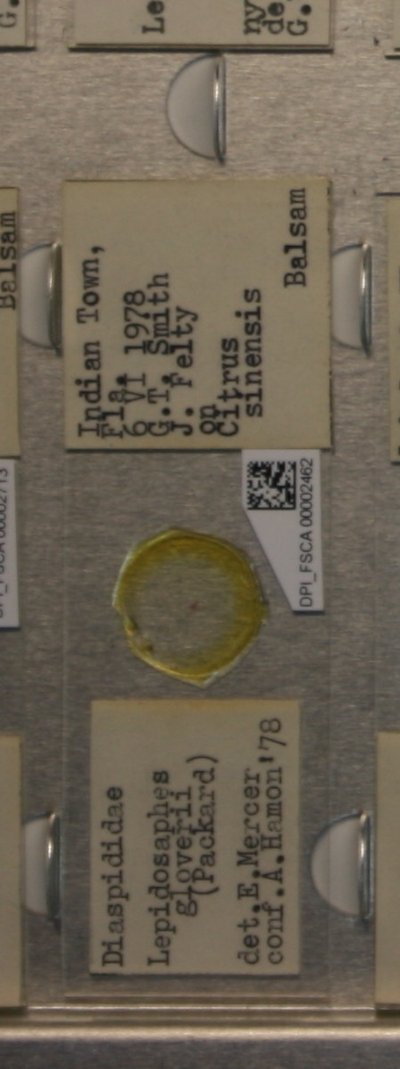 Lepidosaphes gloverii thumbnail